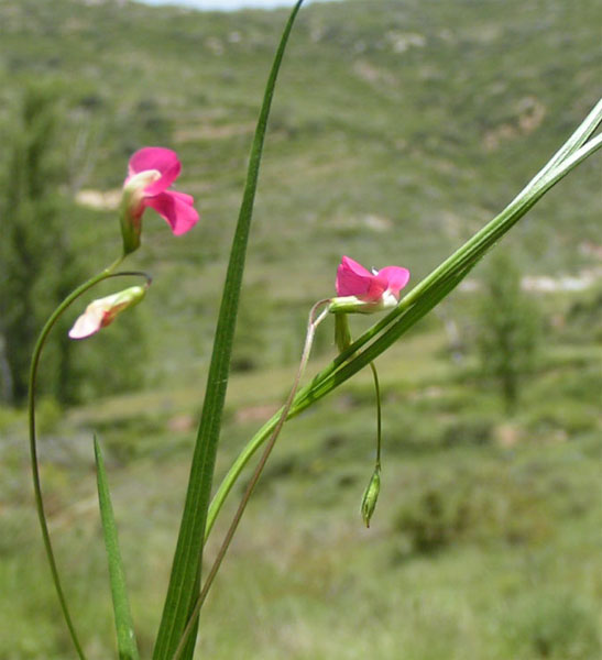  Image name: Nissolia2.jpg 
 width: 547 pixel 
 height: 600 pixel 
 Size: 65594 bytes 
 Click to enlarge 